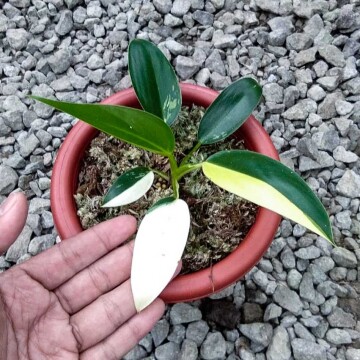 PHILODENDRON GREEN CONGO VARIEGATED