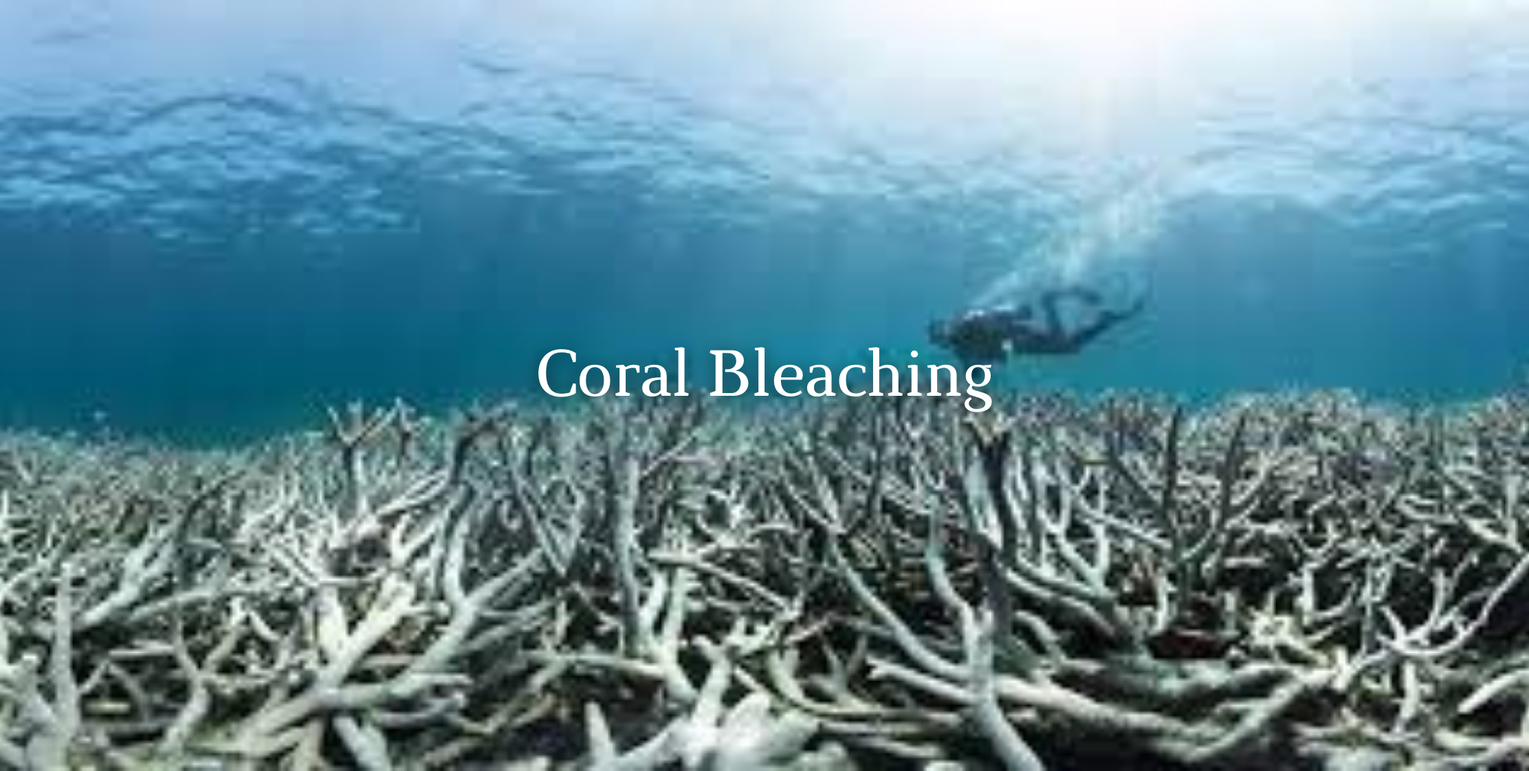 Coral Bleaching image
