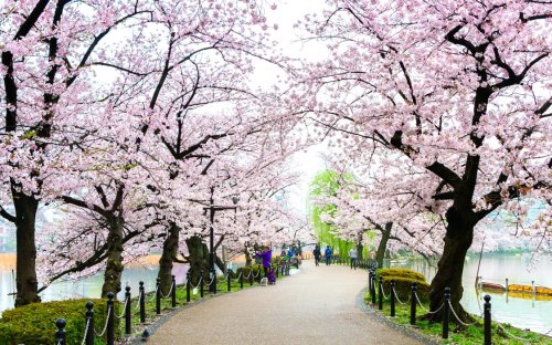 Yukk Cari Tahu Tentang Ueno Park Tokyo