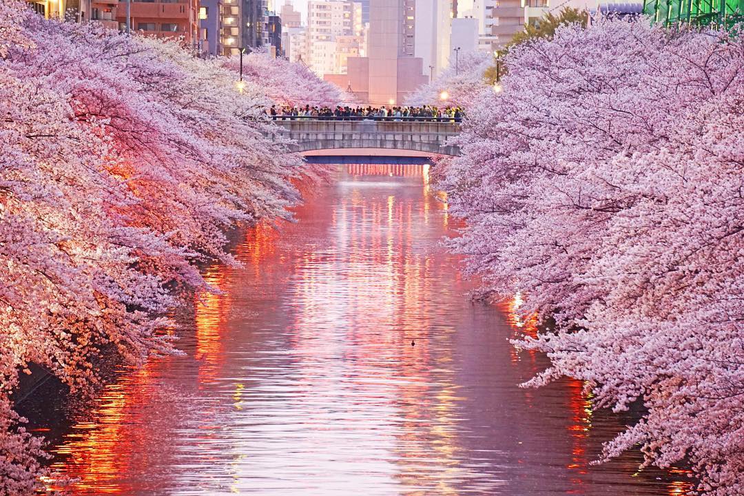 Prakiraan Jadwal Sakura Jepang 2020 Dan Spot Spot Terbaiknya
