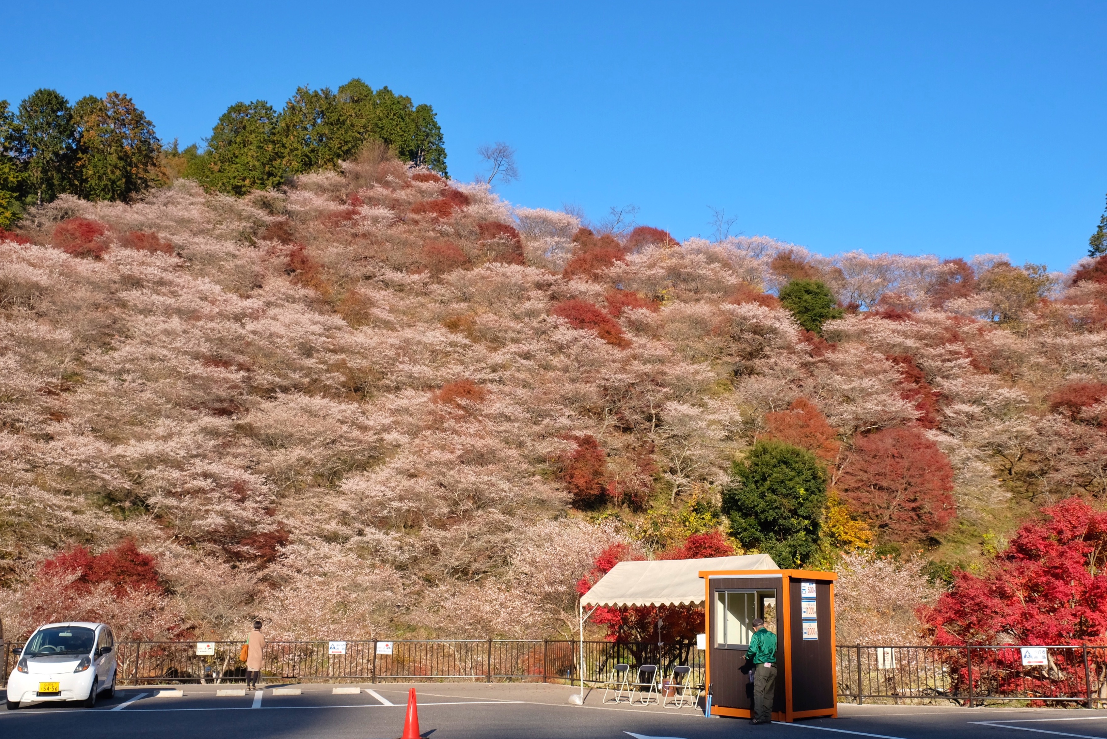 Di Tempat Ini, Bunga Sakura Bisa Mekar Saat Musim Gugur!