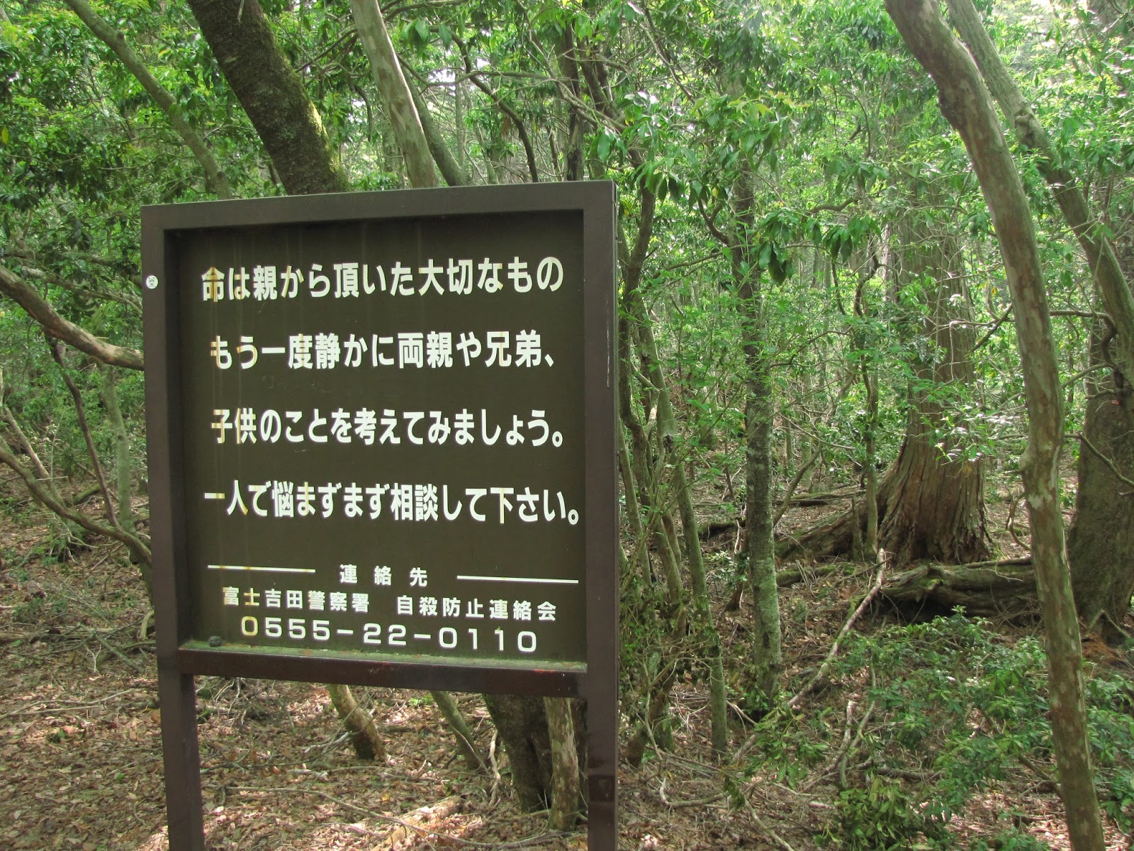 Berkunjung Ke Hutan Aokigahara
