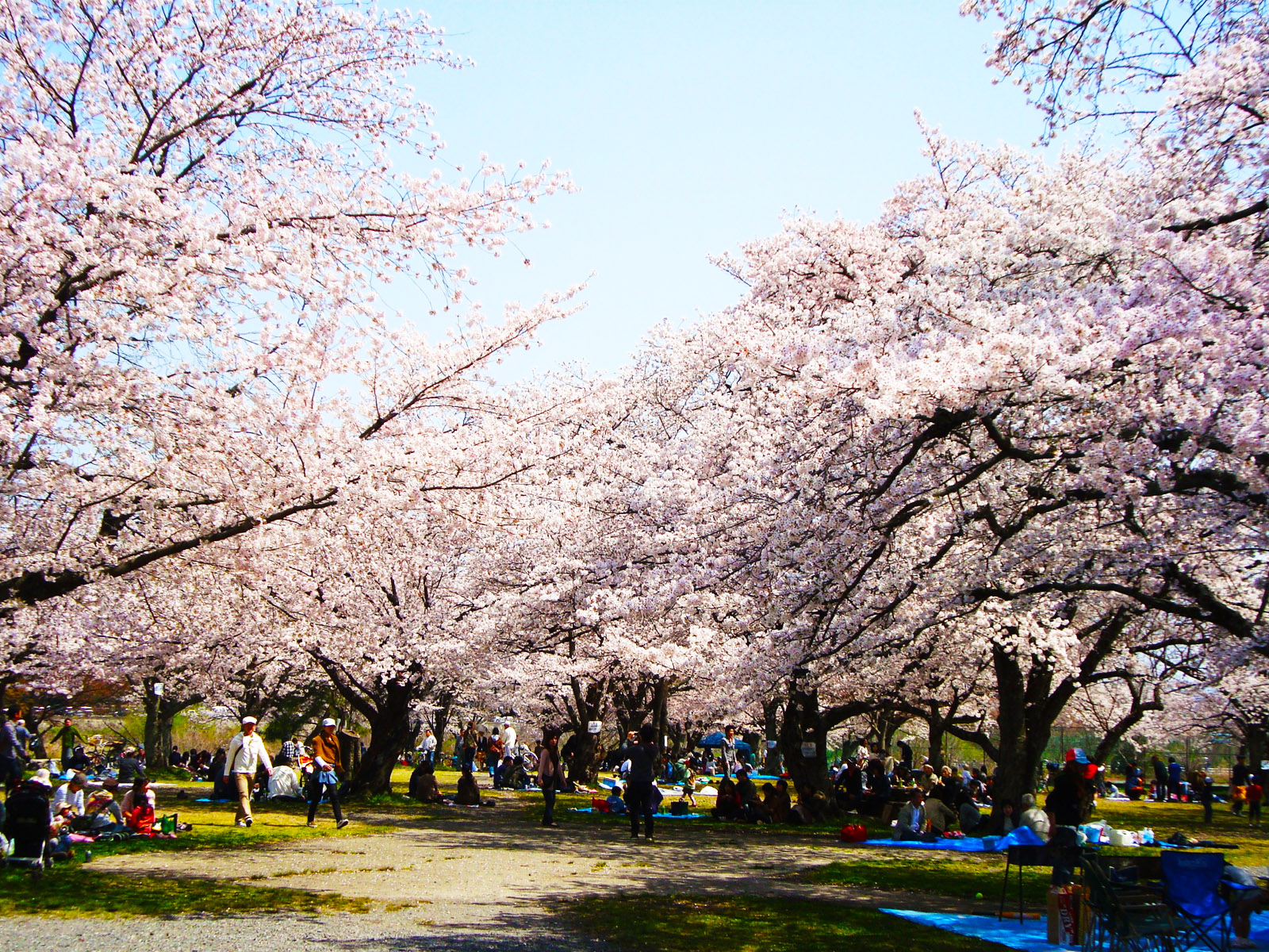 7 Tempat Terindah Melihat Bunga Sakura Di Jepang