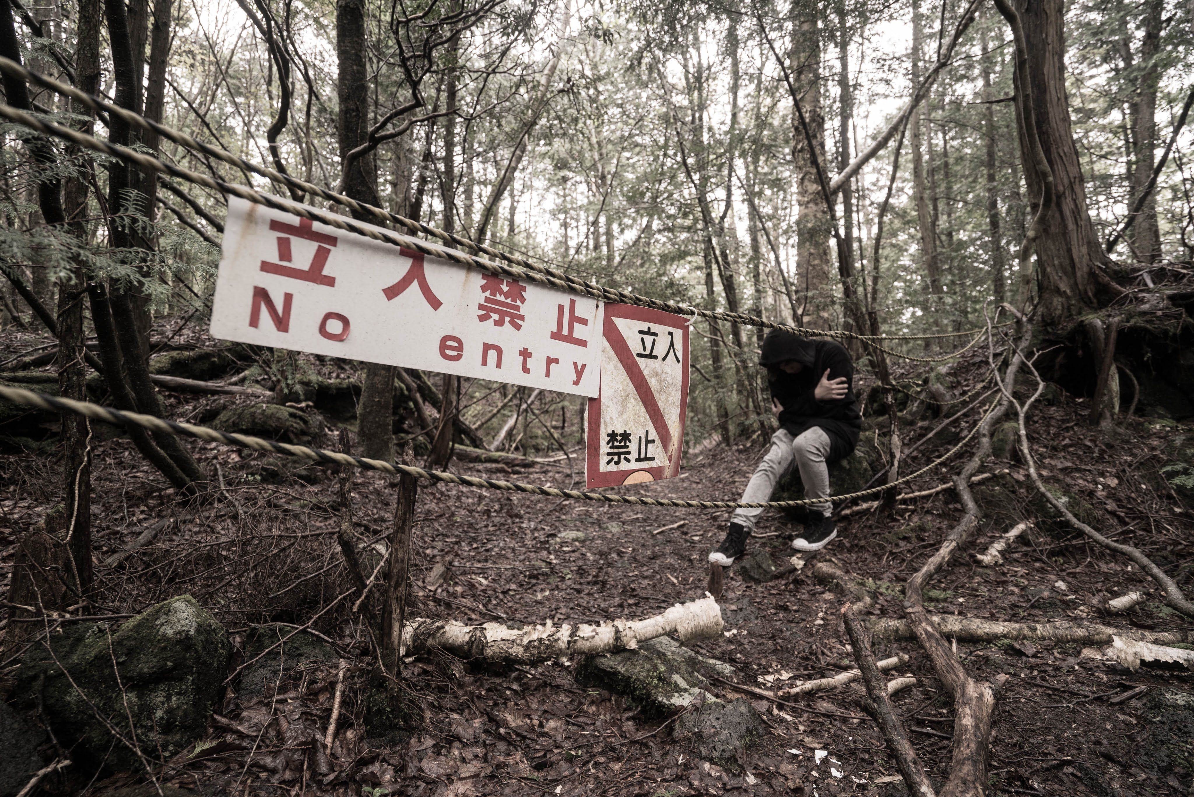 Berkunjung Ke Hutan Aokigahara Sensasi Seram Yang Tak Terbayangkan