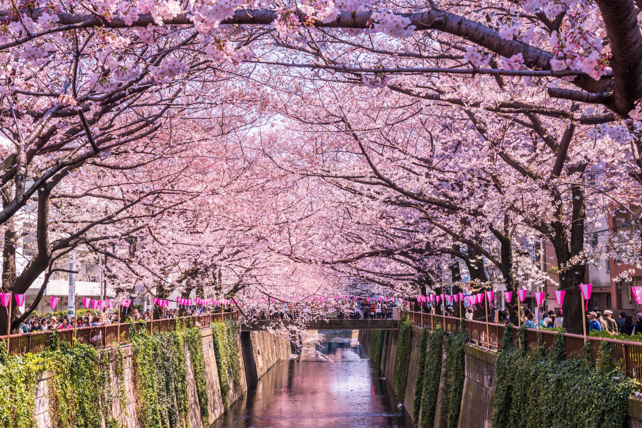 64 Gambar Taman Bunga Sakura Terindah Terlihat Keren - Gambar Pixabay